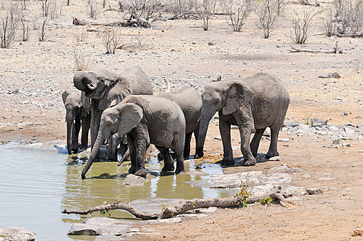 非洲,灌木,大象,非洲象,喝,水坑,埃托沙国家公园,靠近,区域,纳米比亚