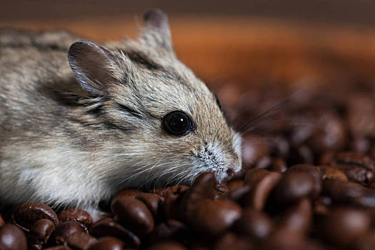 可爱,小,老鼠,坐,挨着,咖啡,咖啡豆,仓鼠,特写,啮齿类动物,吃