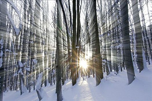 积雪,树林,下奥地利州