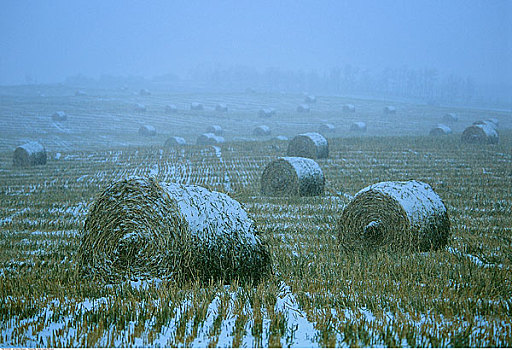 干草包,积雪,靠近,艾伯塔省,加拿大