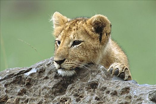 非洲狮,狮子,三个,老,幼兽,偷窥,后视图,漂石,马赛马拉国家保护区,肯尼亚,非洲