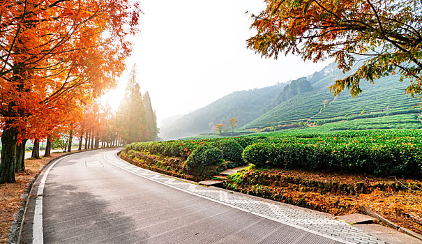 杭州龙井茶乡基地