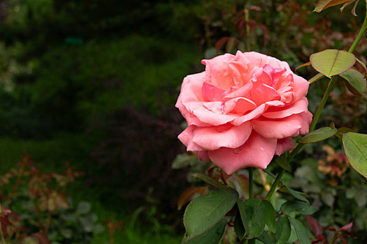 玫瑰花,花,月季,花朵,粉色,红色,红,粉,绿叶,盛开,开花