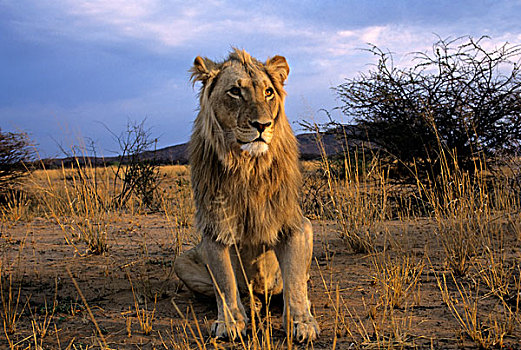 纳米比亚,狮子