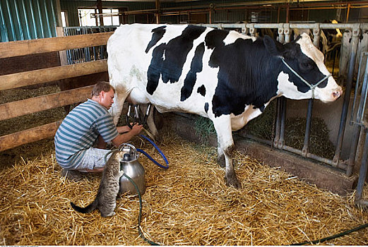 农民,挤奶,母牛