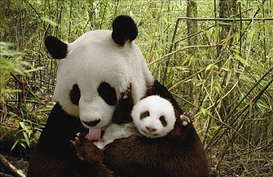 大熊猫,幼兽,竹林,卧龙自然保护区,中国,数码合成