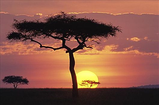 马赛马拉国家保护区,肯尼亚