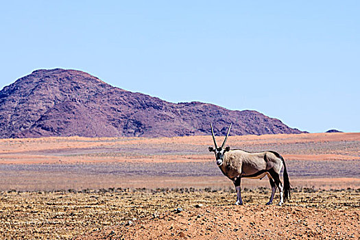 羚羊,纳米比沙漠,公园,纳米比亚,非洲