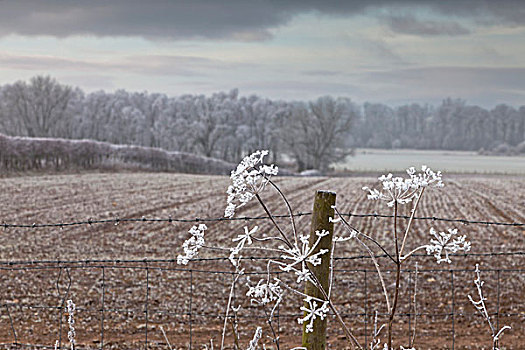 霜冻,乡村,土地,坎布里亚,英格兰