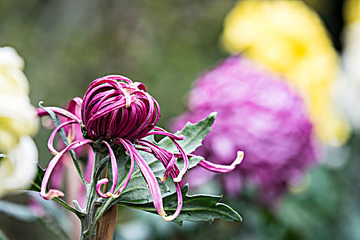 菊花特写