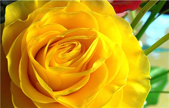 玫瑰,黄色