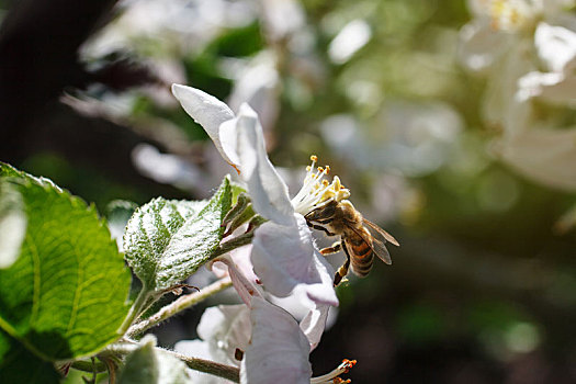 蜜蜂,花,白色,樱花,春天