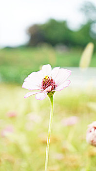 花格桑花蝴蝶