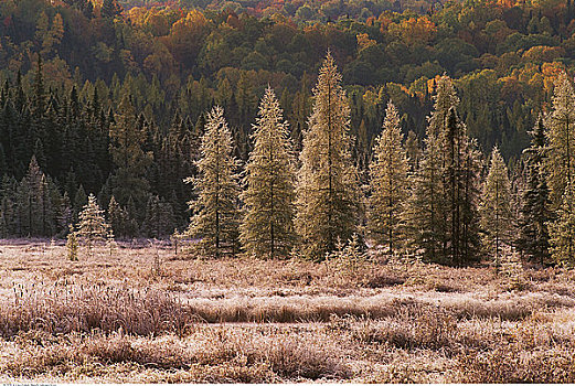 霜,树,科斯河地区,阿尔冈金省立公园