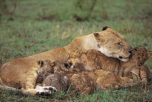 雌狮,母狮,狮子,猫科动物,哺乳动物,马赛马拉,肯尼亚,非洲,动物