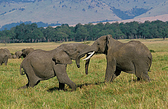 非洲象,成年,演奏,玩,肯尼亚