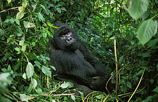 山地大猩猩,大猩猩,雄性,公园,卢旺达