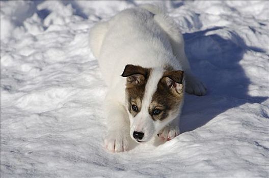 哈士奇犬,幼仔,雪地