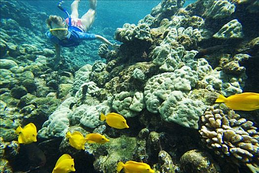 夏威夷,毛伊岛,麦肯那,自然,区域,自然保护区,水下呼吸管,探索,礁石