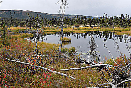 场景,湿地,山脉,远景,黑色,云杉,矮小,桦树,红色,拉布拉多犬,茶,生长,湿,环境,育空地区,加拿大