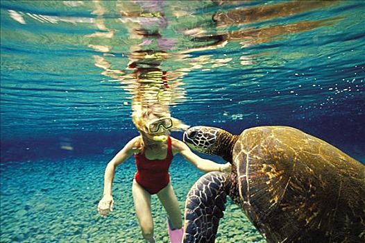 夏威夷,女人,潜水,水下,绿海龟