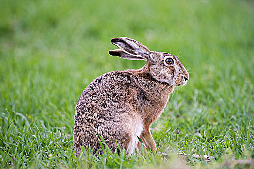 野兔,欧洲野兔,坐,草地,国家公园,湖,布尔根兰,奥地利,欧洲