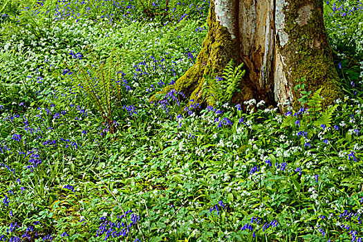 山毛榉树,蒜,野风信子,靠近,斯凯岛,苏格兰,英国