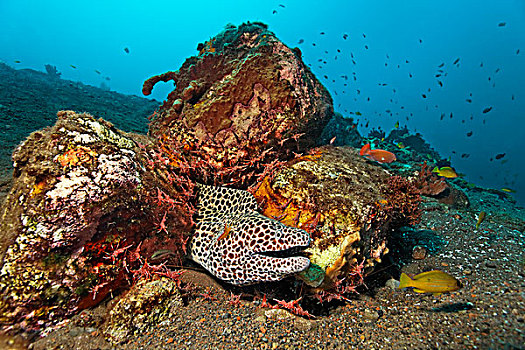 蜂窝状,海鳗,裸胸鳝属,蔽护,许多,对虾,巴厘岛