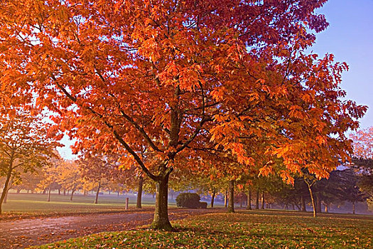俄勒冈,美国,秋天,彩色,树,早晨,雾