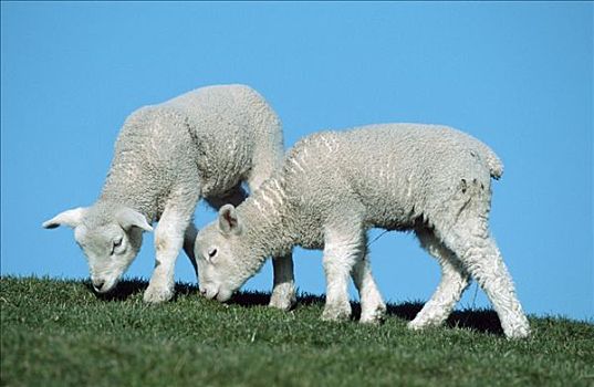 家羊,羊羔,石荷州,德国