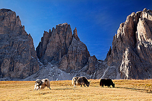 牦牛,放牧,正面,群,山,山谷,白云岩,省,意大利,欧洲