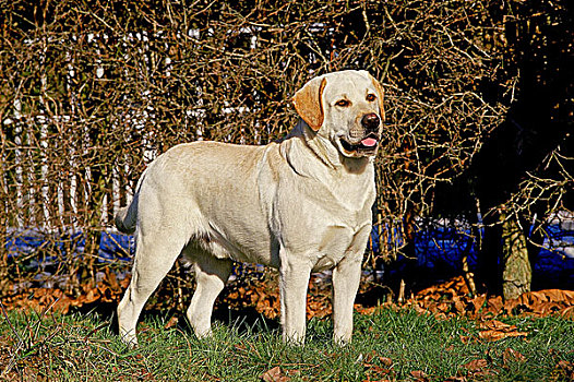 黄色拉布拉多犬,草地