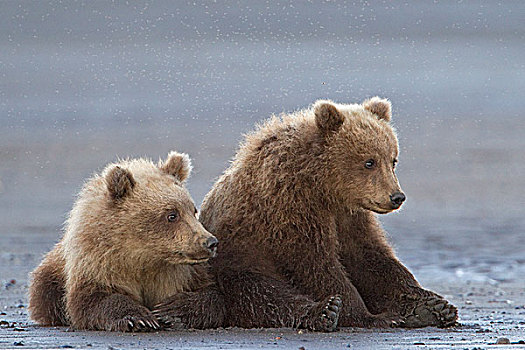 大灰熊,棕熊,幼兽,克拉克湖,国家公园,阿拉斯加