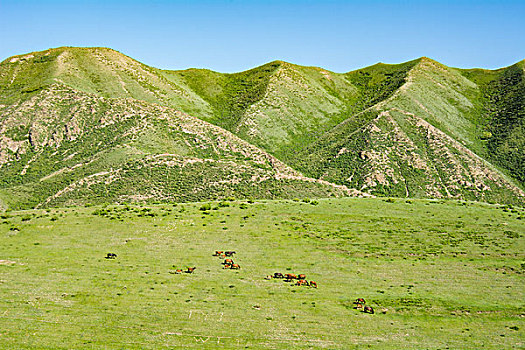 新疆那拉提草原成群的骏马