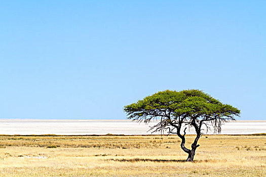伞,刺,刺槐,正面,埃托沙国家公园,纳米比亚,非洲