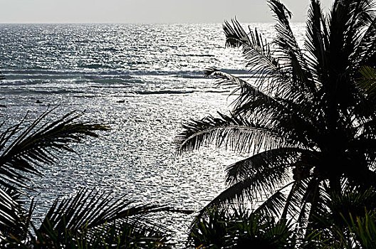 剪影,椰树,太阳,反射,海洋,墨西哥
