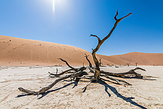 死,骆驼,刺,长颈鹿,树,死亡谷,索苏维来地区,纳米布沙漠,纳米比亚,非洲