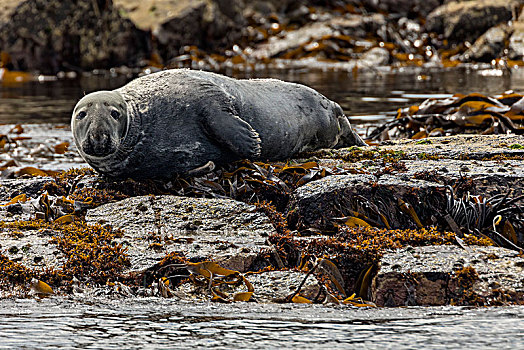 灰海豹,斯凯岛,苏格兰,欧洲