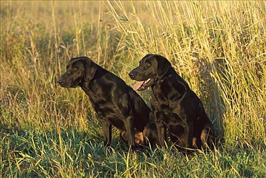 黑色拉布拉多犬,狗,两个,警惕,成年,坐,一起,高草