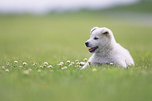 小狗,卧,草丛