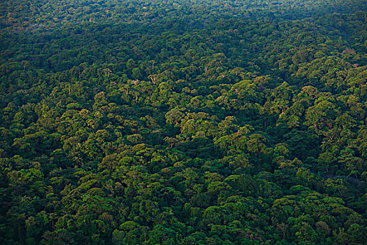 雨林,树荫,海洋,国家公园,博卡斯德尔托罗,巴拿马
