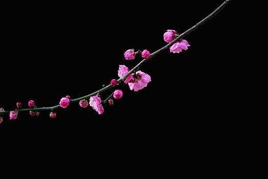 纯色背景花卉－梅花