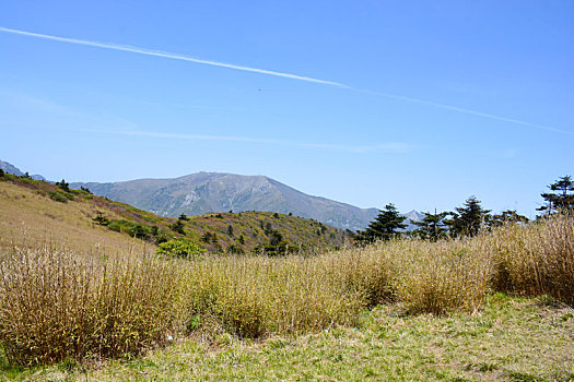 秦岭高山草甸