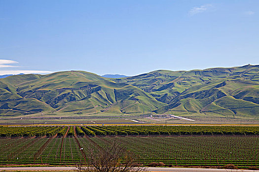 作物,群山,加利福尼亚,美国