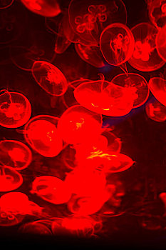 红色的水母