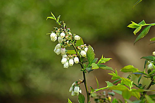 蓝莓花