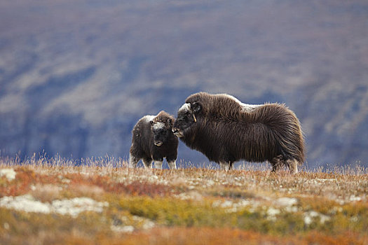 雌性,麝牛,国家公园,挪威