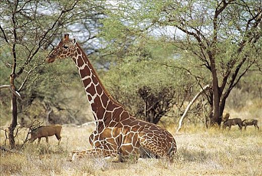 网纹长颈鹿,长颈鹿,哺乳动物,萨布鲁国家公园,肯尼亚,非洲,动物