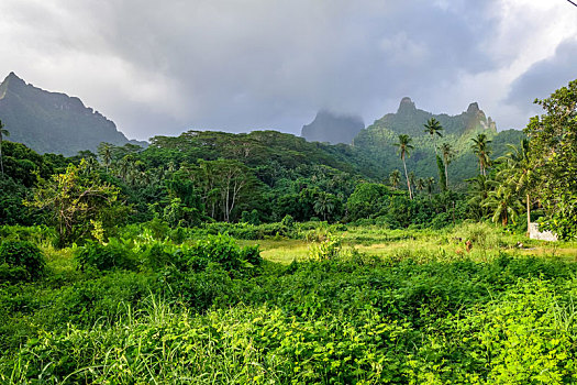 茉莉亚岛,岛屿,丛林,山,风景