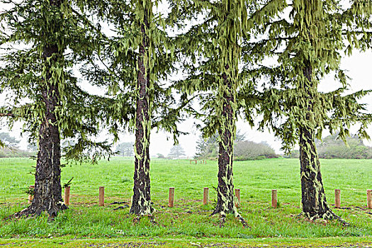 树,遮盖,苔藓,雾,上方,地点,俄勒冈,美国